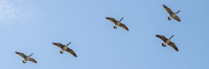 Quebec, Canada, 24 April 2026 : Five Canada geese fly in formation against a clear blue sky © Henry Saint John