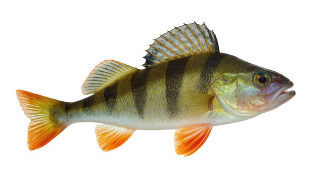 Vibrant Yellow Perch Fish with Orange Fins and Detailed Scales
