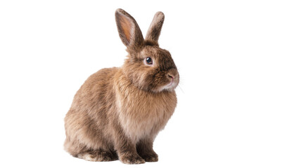 Obraz premium Brown fluffy rabbit sitting attentively with long ears