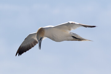 Obraz premium Northern Gannet (Morus bassanus) adult, flying over the Strait of Gibraltar, against blue sky.