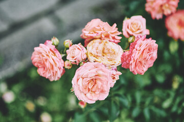 Fototapeta premium Cluster of soft pink roses blooming in natural garden setting