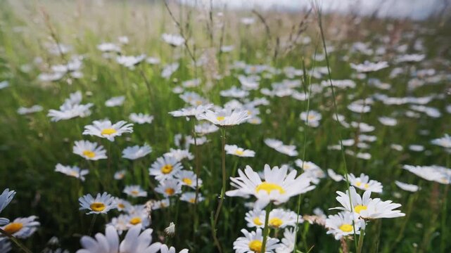 Dense daisy carpet covering green turf, overhead view shows clustered white blooms with golden centers, charming cottage lawn scene ready for picnic and outdoor play