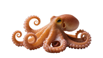 Brown Octopus with Curled Tentacles and Suction Cups © Maelle