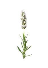 Fototapeta premium A single, elegant sprig of white lavender with delicate florets and silvery-green leaves, sharply focused against a transparent background, embodying natural beauty and aromatherapy