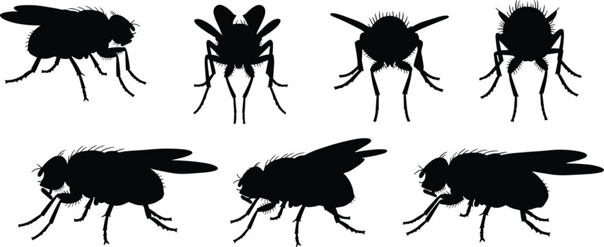 Illustration of fruit fly insects in black silhouette. The vector design showcases various views of fruit flies, common pests found in kitchens and food areas.