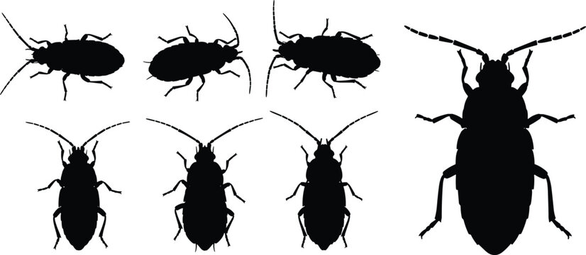Illustration of booklice insects in black silhouette. The design features different views of booklice pests, commonly found in books and humid environments.