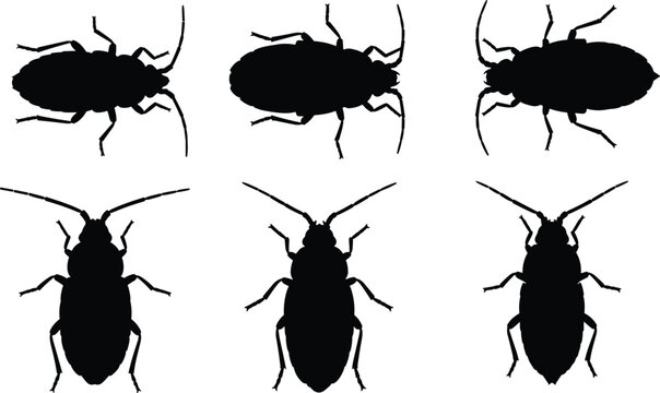 Black silhouette vector illustration of booklice insects. The design showcases detailed views of booklice, pests often found in books and damp environments.