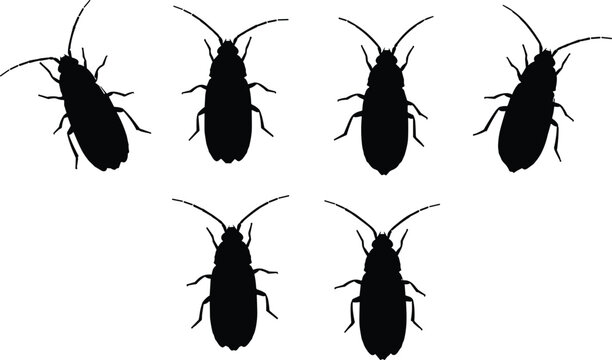 Black silhouette illustration of booklice insects. The set features various views of booklice, commonly found in books and damp environments, ideal for pest control designs.