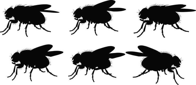 Black silhouette illustration of fruit flies. This vector design features different views of fruit flies, a common pest found in kitchens and around rotting fruit.