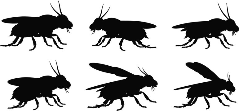 Black silhouette illustration of horseflies. The design depicts various views of horseflies, known for their large size and aggressive behavior, ideal for pest control themes.