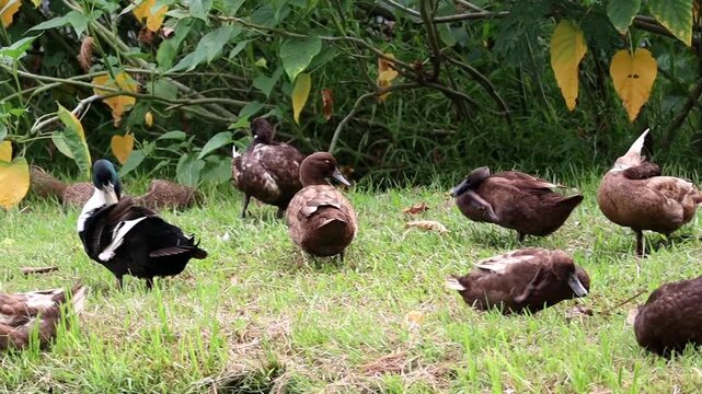 Duck Flock by the water: a lively congregation of ducks enjoying their day, with some preening in the lush greenery and in the water. They have some unique feather patterns.