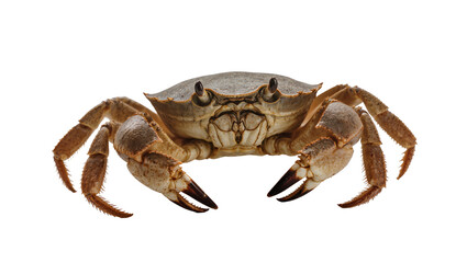 Fototapeta premium Greenish-brown Shore Crab with Sharp Claws and Detailed Carapace
