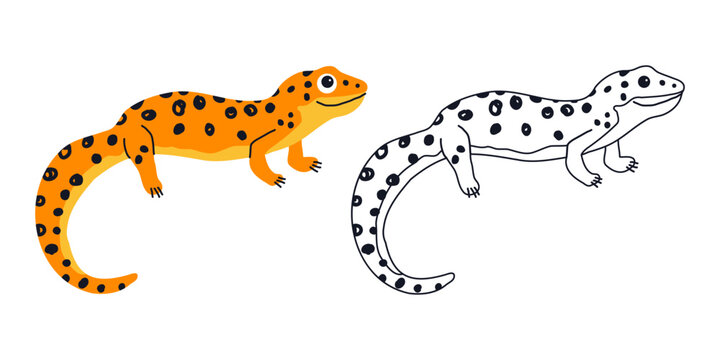 Cute Leopard Gecko Color and Outline Vector Illustration Set