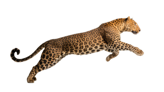 Leaping Spotted Jaguar with Curled Tail in Dynamic Motion