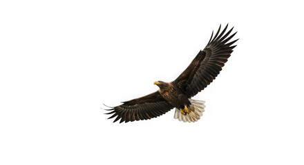 Fototapeta premium A large brown eagle with dark wings and light brown tail feathers flying isolated on transparent background in the air