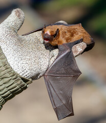 Fototapeta premium Hand holds small bat with open wings and detailed skin texture