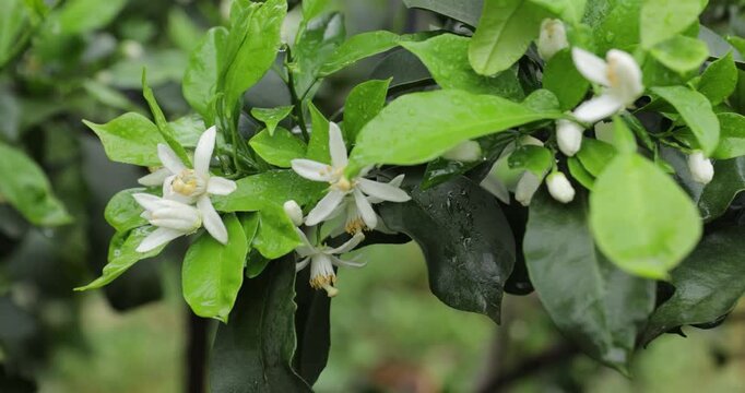 Orange trees flowering in spring