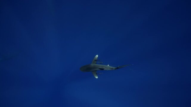 Underwater freediver and sperm whale. Two species meet in deep. Sperm whale and diver meet in open ocean under strict ethical guidelines. Responsible eco-tourism supports marine protection education.