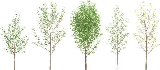 Obraz premium Realistic tree set green deciduous plants isolated on white background vector illustration for landscape design elements collection