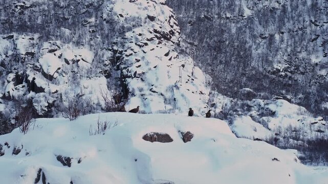 Family of white tailed eagles migrating from Trollfjord lofoten islands Norway