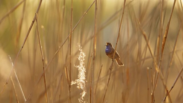 Bluethroat perched on brown reed singing in golden hour light, telephoto
