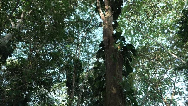 A towering tree covered in vines stands near a rustic structure, surrounded by lush greenery in the Amazon. Ideal for nature documentaries or environmental studies.