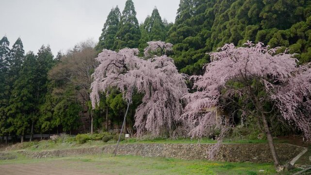 寄り添って咲く2本の大きな枝垂れ桜、夫婦枝垂れ桜、日本ののどかな春の風景
Two large weeping cherry trees (Meoto Shidarezakura) blooming side by side in the Japanese countryside.