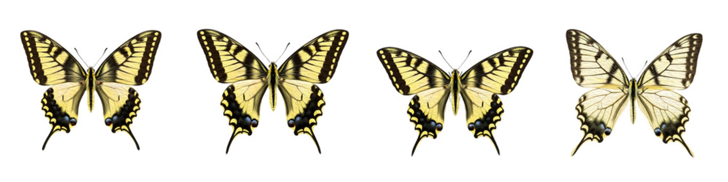 Yellow Swallowtail Butterfly Illustration Set: Vintage Papilio Machaon Clipart, Detailed Nature Sketches, Isolated Winged Insects for Spring Design and Botanical Projects