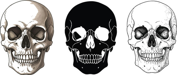 Fototapeta premium A collection of human skulls in various artistic styles including detailed silhouette and line art illustrations perfect for anatomy Halloween or gothic designs