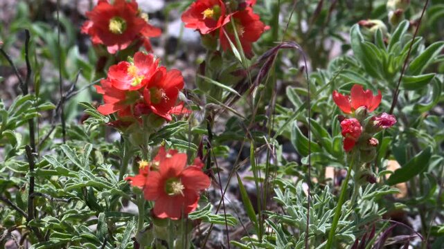 Globemallow wildflowers blooming in a Nebraska habitat, demonstrating resilience