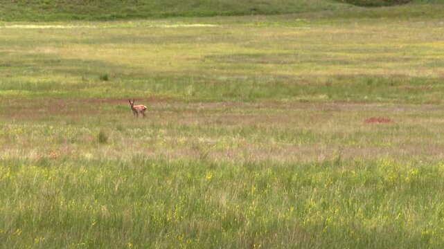 Pronghorn antelope standing in Nebraska grassland habitat in the American west