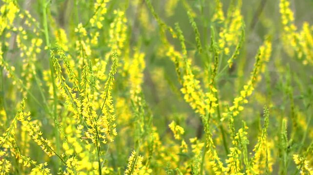 Yellow sweet clover blooming, adding color to the ecosystem in Nebraska, USA