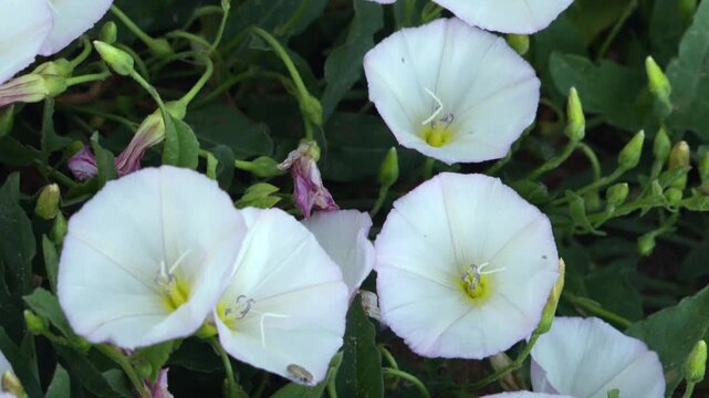 Field bindweed flowers blooming, showing delicate white petals and green foliage
