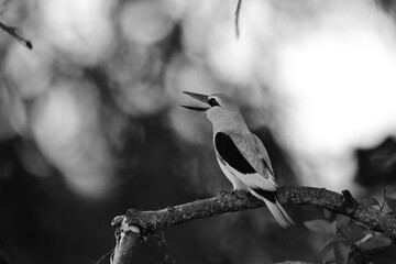 Fototapeta premium Woodland kingfisher calling from a tree branch