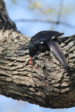 Green wood-hoopoe looking for worms to eat in a tree