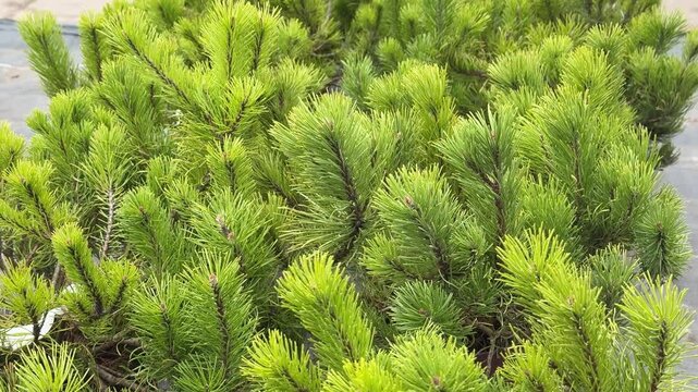 Potted green fir saplings outdoors nursery, bright morning light, rows of small fluffy conifer plants in pots on woven.
