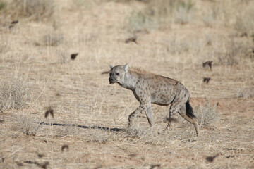 Fototapeta premium Spotted hyena moving through the Kalahari Desert in search of food