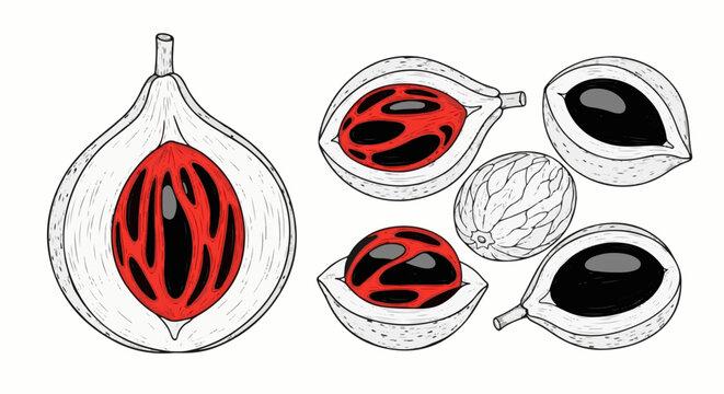 Detailed line drawing of nutmeg fruits, some cut open showing seed