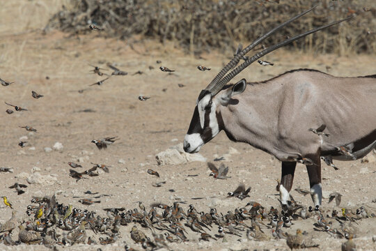 Flock of birds flying past a gemsbok in the arid Kalahari Desert
