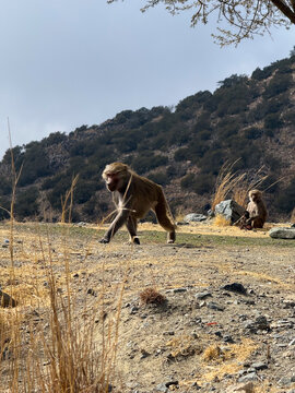 Hamadryas Baboon (Papio hamadryas) in Sun-Scorched Grass, Asir Highlands, Abha Area, Southwest Saudi Arabia