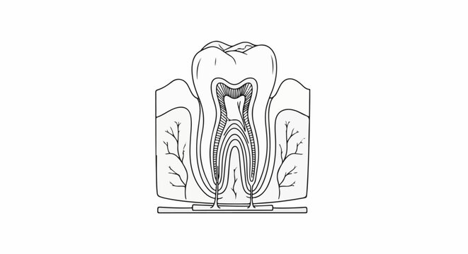 Detailed cross-section illustration of a human tooth and its root structure