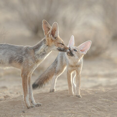 Naklejka premium Baby Cape fox showing affection for its parent in the arid Kalahari Desert