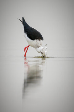 Black-winged stilt looking for food in river water