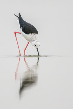Black-winged stilt looking for food in river water