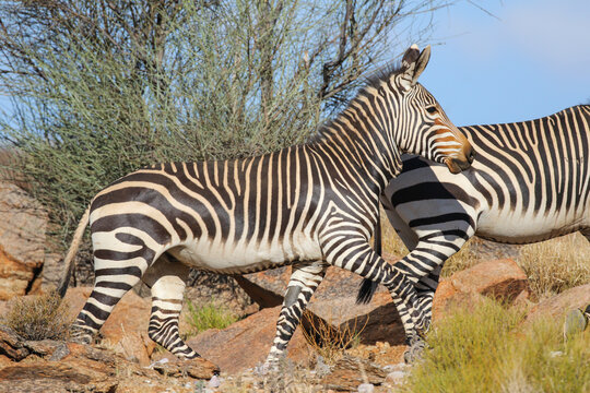 Mountain zebra running along