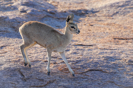 Small klipspringer antelope looking out for danger from rocky mountain
