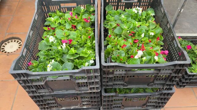 Potted begonia crates outdoors for sale, sunlit plastic crates filled with pink and red tuberous begonias in individual pots.