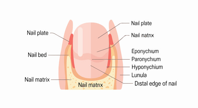 Diagram illustrating the anatomy of a human fingernail and its surrounding tissues