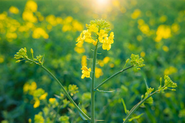 Fototapeta premium beautiful yellow rapeseed flowers blooming field summer landscape, young rapeseed plants in sun, ripening agro culture, agricultural growing, environmentally friendly plants, vegetable oil production