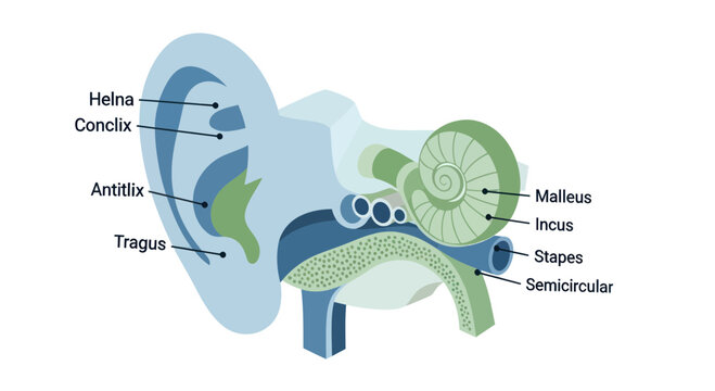 Human Ear Anatomy Diagram: Cross-section of Auditory System